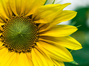 21-Day Optimum Health Mini-Teaching/Meditation Bundle